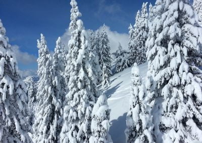 A scenic view of snow-covered pine trees in a winter landscape, showcasing the beauty of a snowy forest with tall evergreen trees.