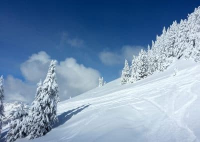 Snow-covered mountain landscape featuring tall pine trees and a clear blue sky, ideal for winter-themed content and outdoor activities.